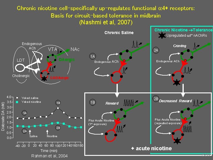 Chronic nicotine cell-specifically up-regulates functional 4* receptors: Basis for circuit-based tolerance in midbrain (Nashmi