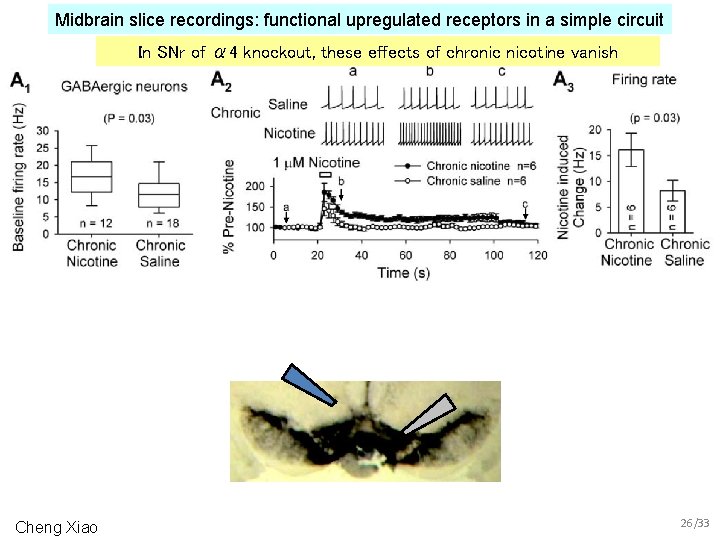 Midbrain slice recordings: functional upregulated receptors in a simple circuit In SNr of α
