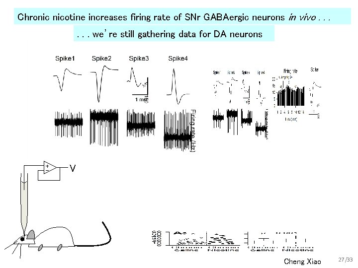 Chronic nicotine increases firing rate of SNr GABAergic neurons in vivo. . . we’re