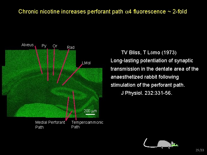 Chronic nicotine increases perforant path 4 fluorescence ~ 2 -fold Alveus Py Or Rad
