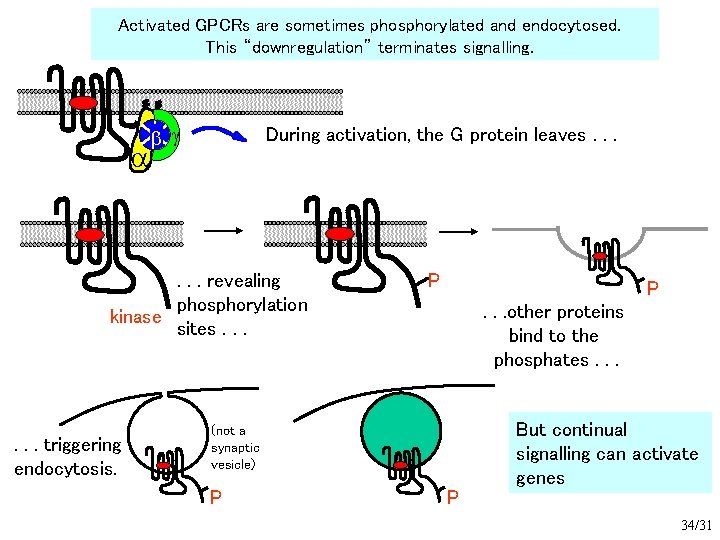 Activated GPCRs are sometimes phosphorylated and endocytosed. This “downregulation” terminates signalling. g During activation,