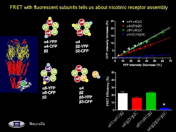 FRET with fluorescent subunits tells us about nicotinic receptor assembly 3 C 2 /
