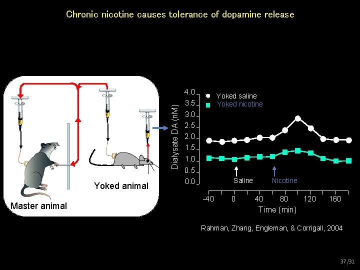 Dialysate DA (n. M) Chronic nicotine causes tolerance of dopamine release Yoked animal Master