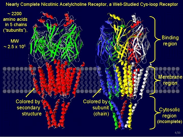 Nearly Complete Nicotinic Acetylcholine Receptor, a Well-Studied Cys-loop Receptor ~ 2200 amino acids in