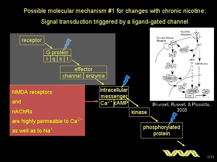 Possible molecular mechanism #1 for changes with chronic nicotine: Signal transduction triggered by a