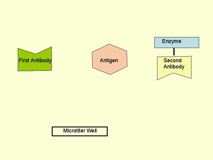  Enzyme First Antibody Antigen Microtiter Well Second Antibody 