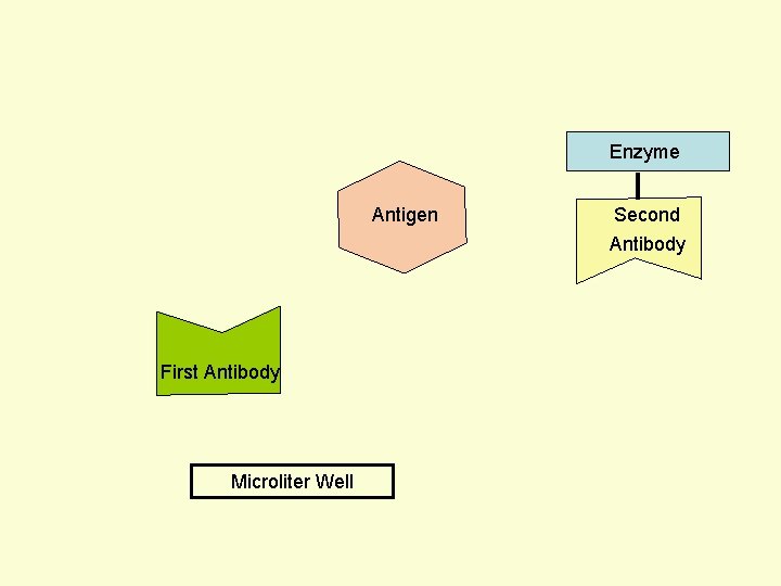 Enzyme Antigen Second Antibody First Antibody Microliter Well 