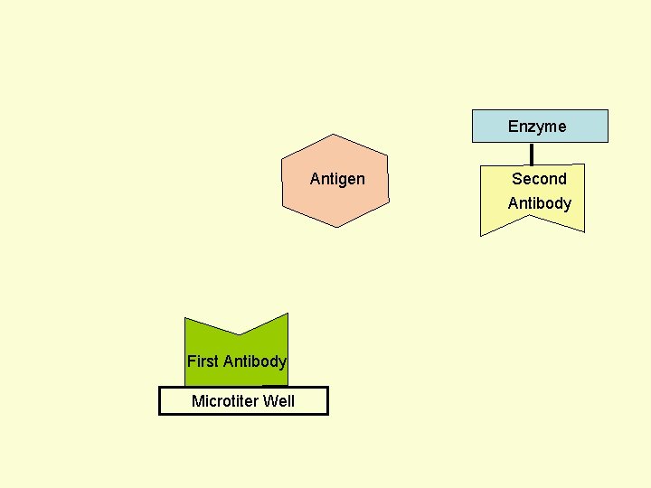 Enzyme Antigen Second Antibody First Antibody Microtiter Well 
