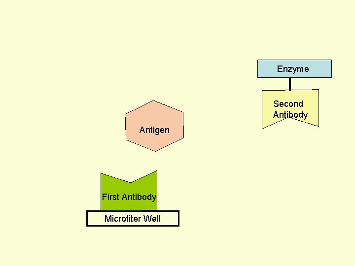 Enzyme Second Antibody Antigen First Antibody Microtiter Well 