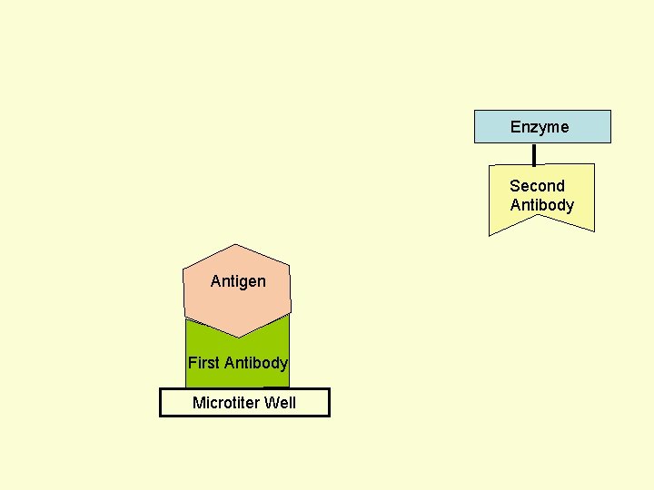 Enzyme Second Antibody Antigen First Antibody Microtiter Well 