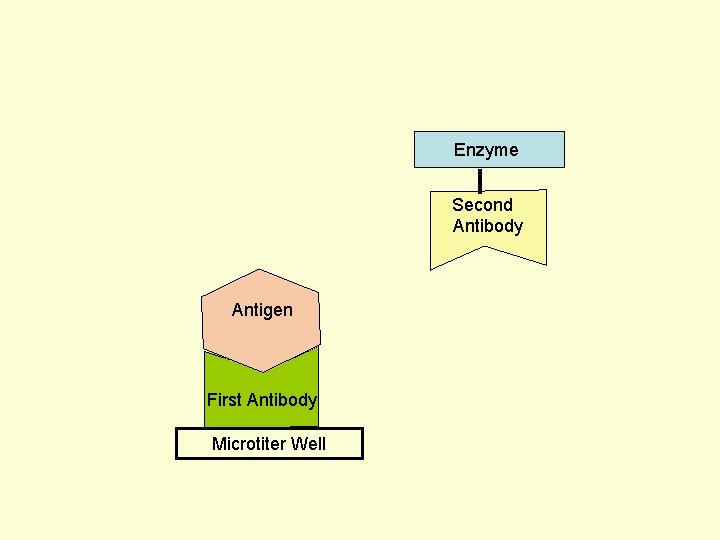Enzyme Second Antibody Antigen First Antibody Microtiter Well 