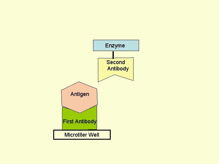 Enzyme Second Antibody Antigen First Antibody Microtiter Well 