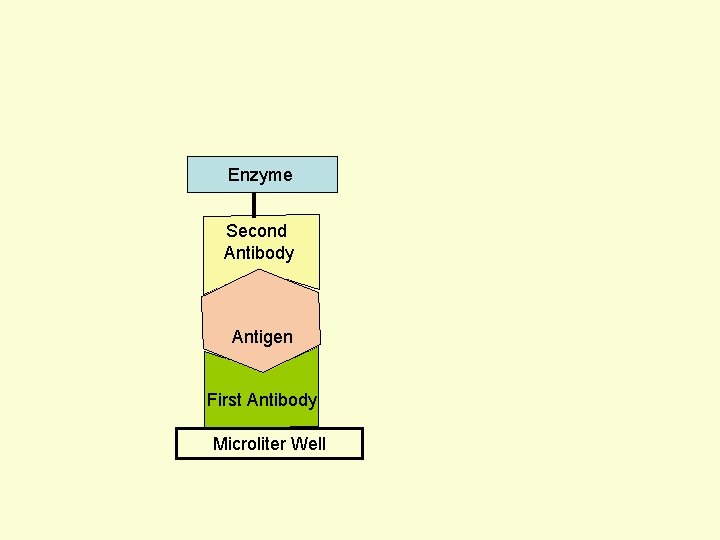 Enzyme Second Antibody Antigen First Antibody Microliter Well 