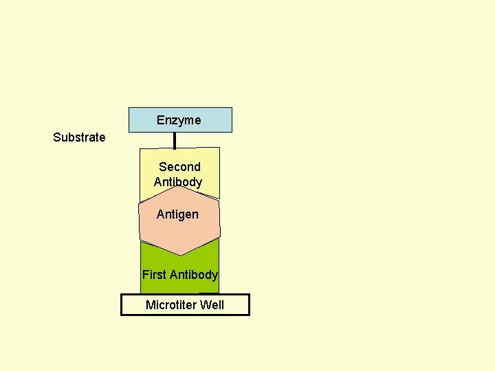Enzyme Substrate Second Antibody Antigen First Antibody Microtiter Well 