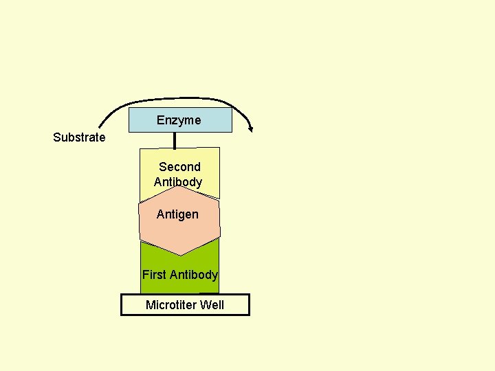 Enzyme Substrate Second Antibody Antigen First Antibody Microtiter Well 