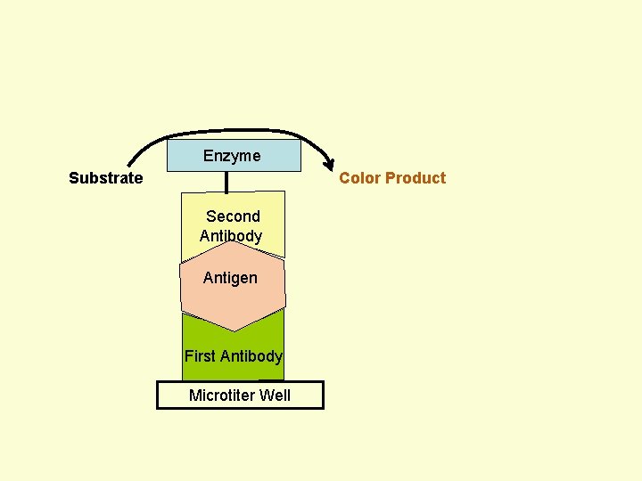 Enzyme Substrate Color Product Second Antibody Antigen First Antibody Microtiter Well 