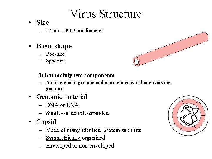  • Size Virus Structure – 17 nm – 3000 nm diameter • Basic