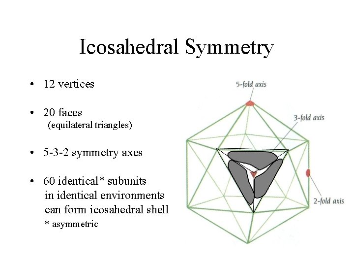 Icosahedral Symmetry • 12 vertices • 20 faces (equilateral triangles) • 5 -3 -2