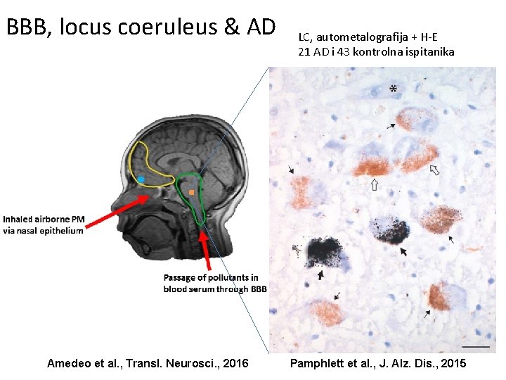 BBB, locus coeruleus & AD Amedeo et al. , Transl. Neurosci. , 2016 LC,