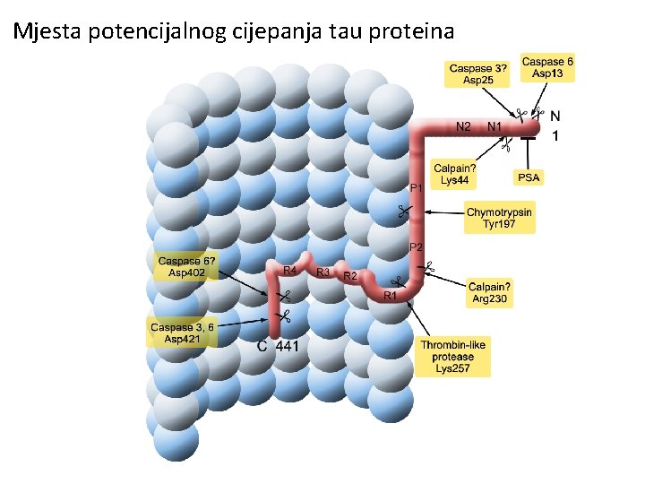 Mjesta potencijalnog cijepanja tau proteina 