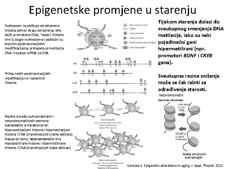 Epigenetske promjene u starenju Nukleosom se oblikuje od oktamera histona (dimer dvaju tetramera), oko