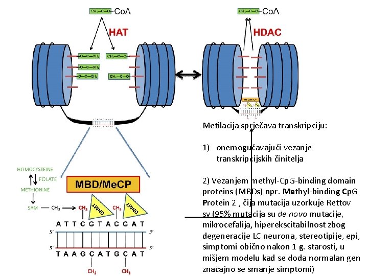 Metilacija sprječava transkripciju: 1) onemogućavajući vezanje transkripcijskih činitelja 2) Vezanjem methyl-Cp. G-binding domain proteins