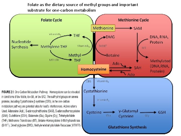 Folate as the dietary source of methyl groups and important substrate for one-carbon metabolism