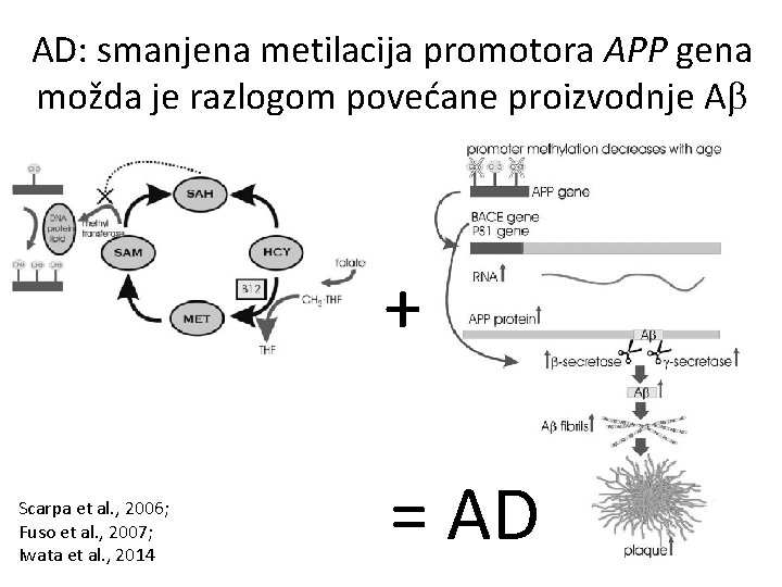 AD: smanjena metilacija promotora APP gena možda je razlogom povećane proizvodnje A + Scarpa