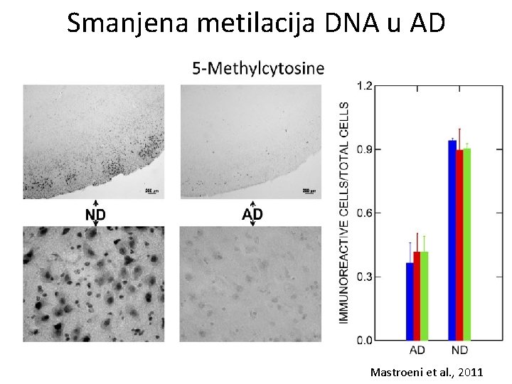 Smanjena metilacija DNA u AD Mastroeni et al. , 2011 