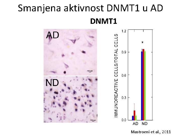 Smanjena aktivnost DNMT 1 u AD Mastroeni et al. , 2011 