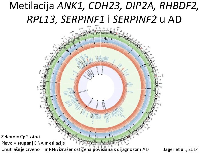Metilacija ANK 1, CDH 23, DIP 2 A, RHBDF 2, RPL 13, SERPINF 1