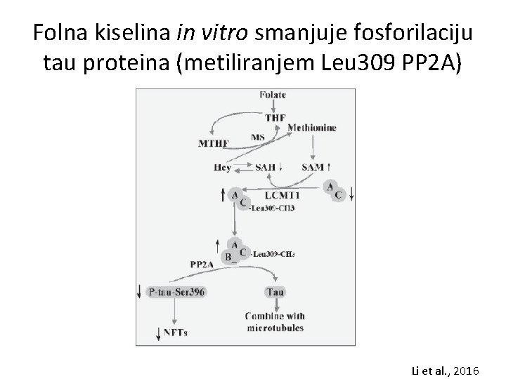 Folna kiselina in vitro smanjuje fosforilaciju tau proteina (metiliranjem Leu 309 PP 2 A)