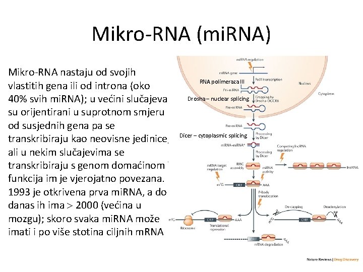 Mikro-RNA (mi. RNA) Mikro-RNA nastaju od svojih vlastitih gena ili od introna (oko 40%