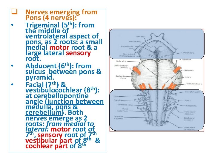 q Nerves emerging from Pons (4 nerves): • Trigeminal (5 th): from the middle