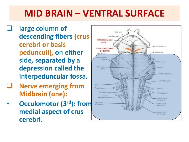MID BRAIN – VENTRAL SURFACE q large column of descending fibers (crus cerebri or