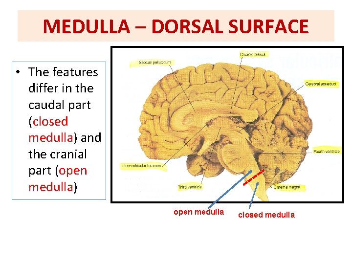 MEDULLA – DORSAL SURFACE • The features differ in the caudal part (closed medulla)