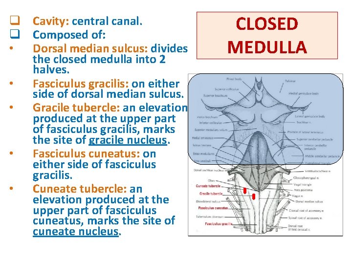 q Cavity: central canal. q Composed of: • Dorsal median sulcus: divides the closed