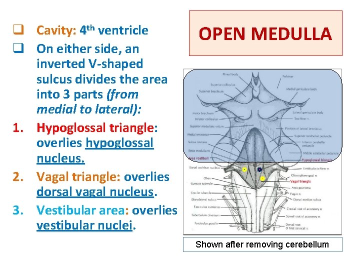 q Cavity: 4 th ventricle q On either side, an inverted V-shaped sulcus divides