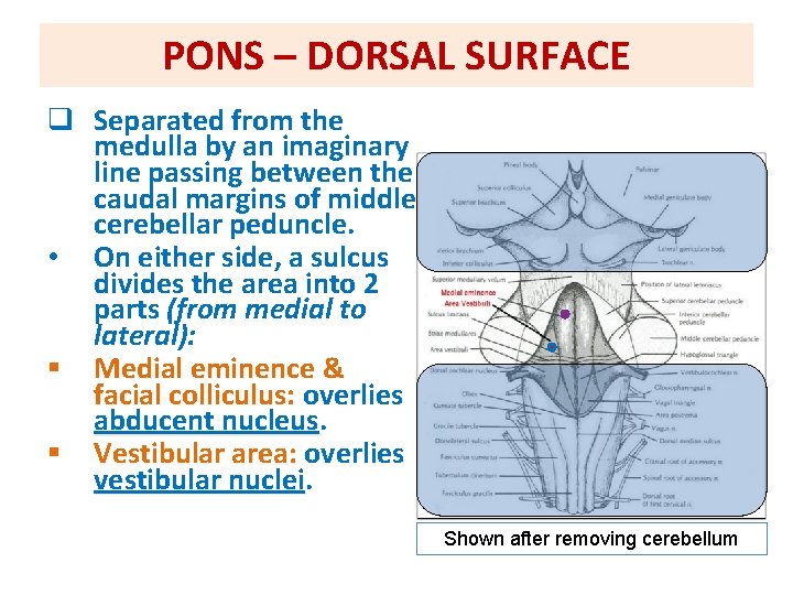 PONS – DORSAL SURFACE q Separated from the medulla by an imaginary line passing
