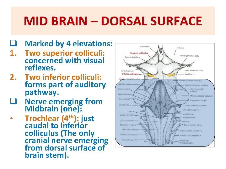 MID BRAIN – DORSAL SURFACE q Marked by 4 elevations: 1. Two superior colliculi: