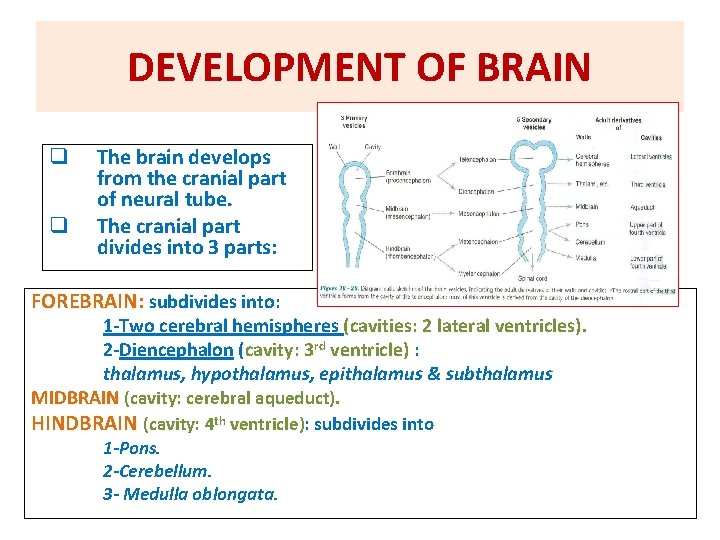 DEVELOPMENT OF BRAIN q q The brain develops from the cranial part of neural