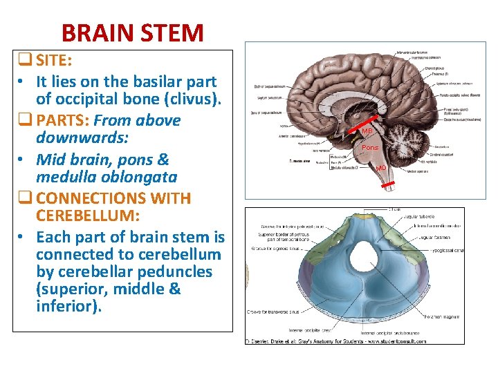 BRAIN STEM q SITE: • It lies on the basilar part of occipital bone