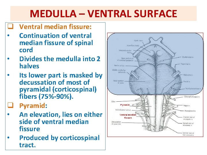 MEDULLA – VENTRAL SURFACE q Ventral median fissure: • Continuation of ventral median fissure