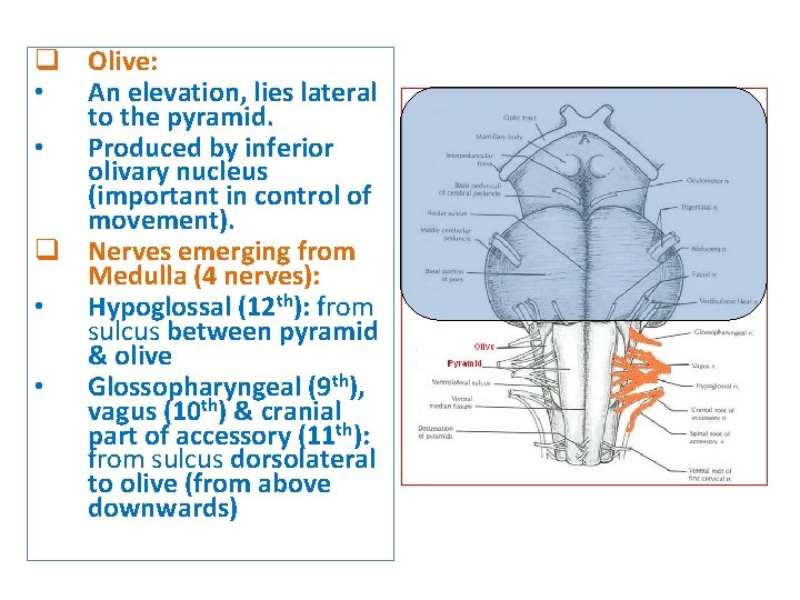 q Olive: • An elevation, lies lateral to the pyramid. • Produced by inferior