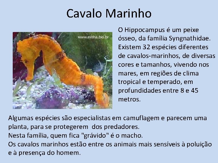 Cavalo Marinho O Hippocampus é um peixe ósseo, da família Syngnathidae. Existem 32 espécies