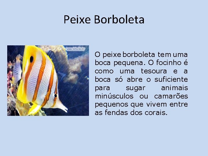 Peixe Borboleta O peixe borboleta tem uma boca pequena. O focinho é como uma