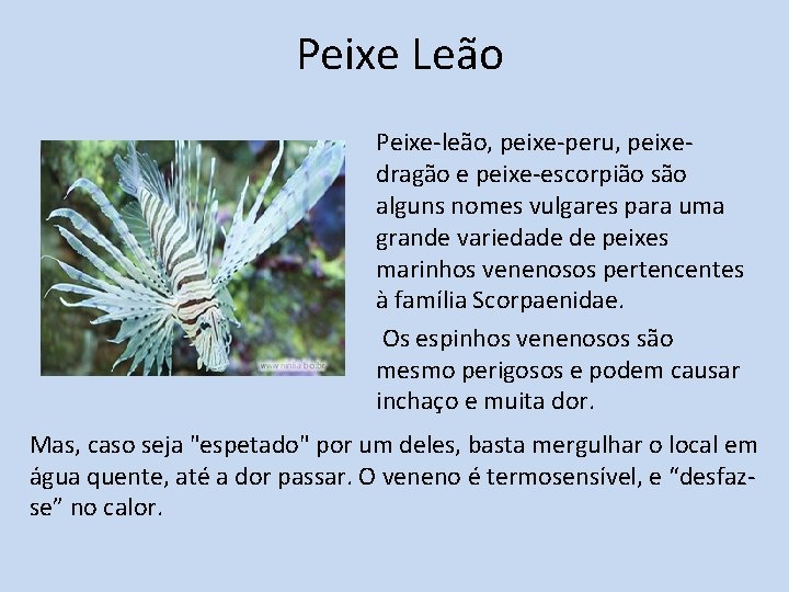 Peixe Leão Peixe-leão, peixe-peru, peixedragão e peixe-escorpião são alguns nomes vulgares para uma grande