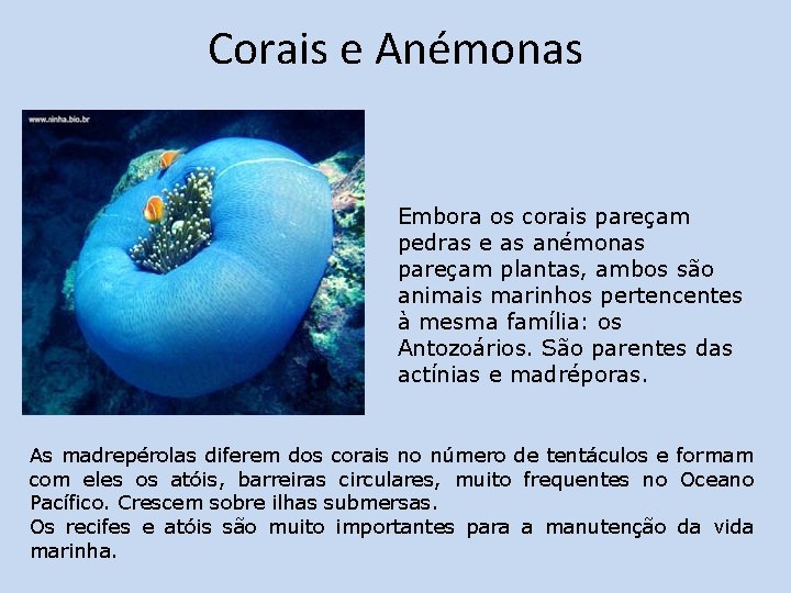 Corais e Anémonas Embora os corais pareçam pedras e as anémonas pareçam plantas, ambos