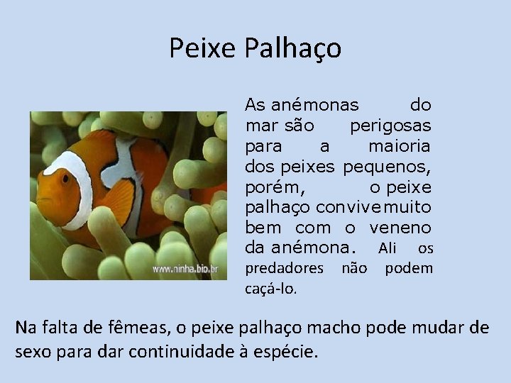 Peixe Palhaço As anémonas do mar são perigosas para a maioria dos peixes pequenos,