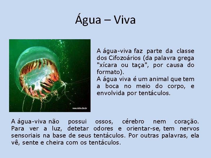 Água – Viva A água-viva faz parte da classe dos Cifozoários (da palavra grega